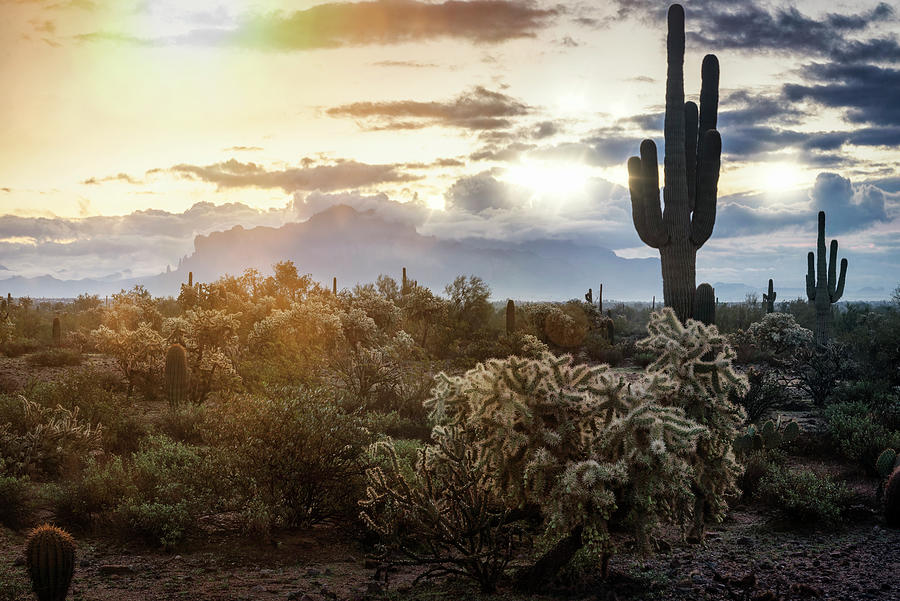 Morning Calls In The Superstitions  Photograph by Saija Lehtonen