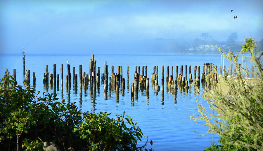 Morning Calm In Bodega Bay Photograph