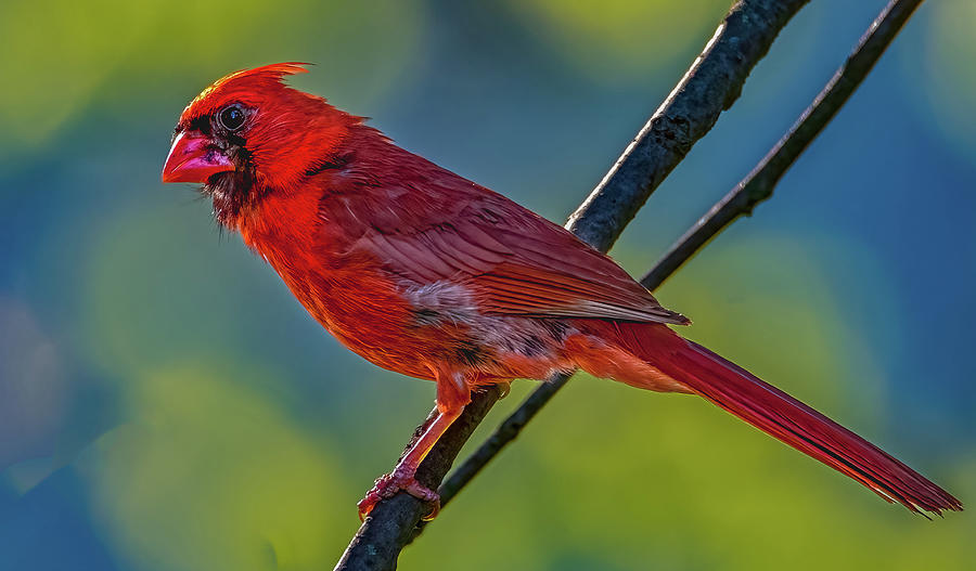 Morning Cardinal Photograph by Brian Shoemaker