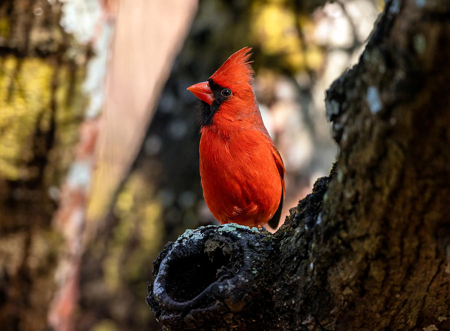 Morning Cardinal Photograph by David Eppley