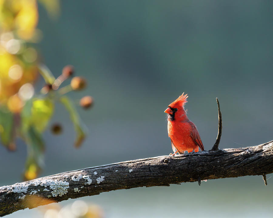 Morning Cardinal Photograph by James Barber
