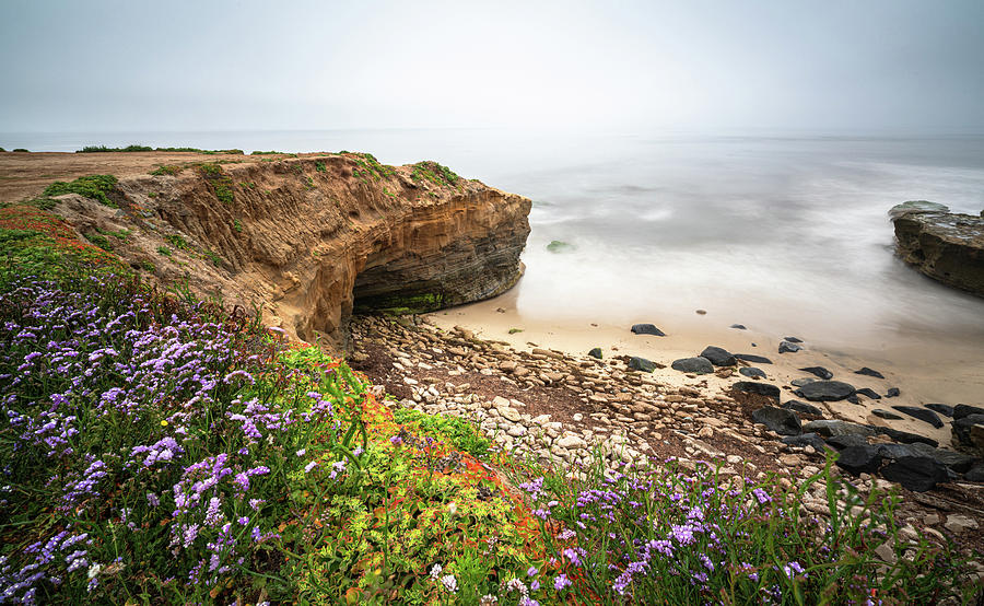 Flower Photograph - Morning Coastal Mist 3 by Ryan Weddle