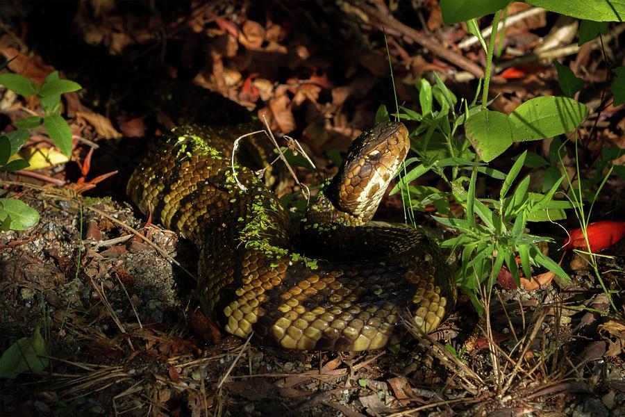Morning Cottonmouth Photograph by Liza Eckardt
