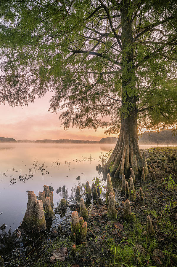 Morning Cypress Tree And Soft Colors At Lake Lamar Bruce Photograph