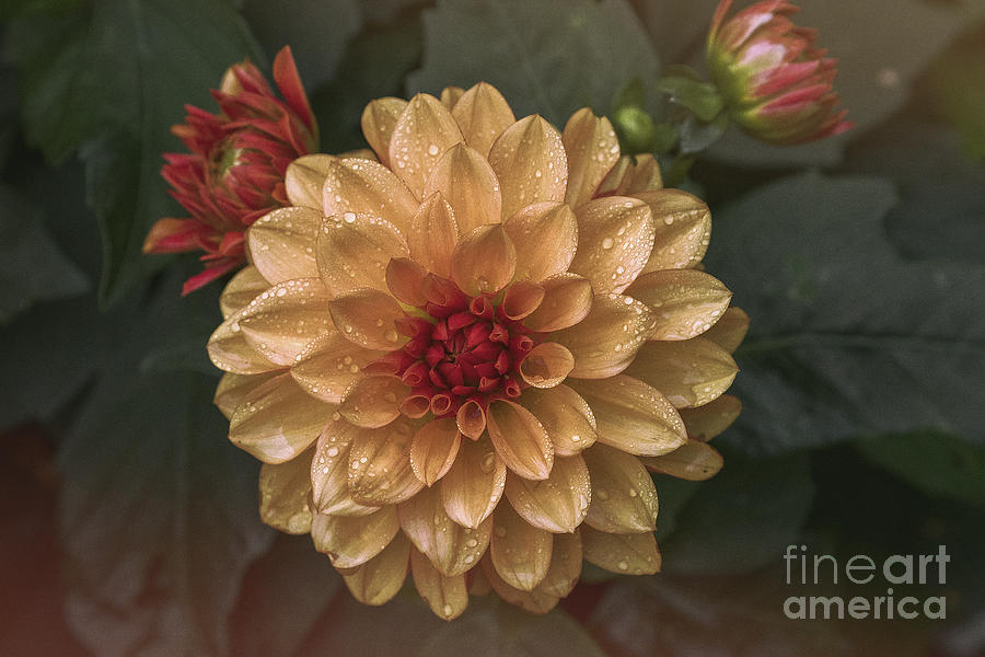 Morning Dahlia Photograph By Dale Erickson Fine Art America 