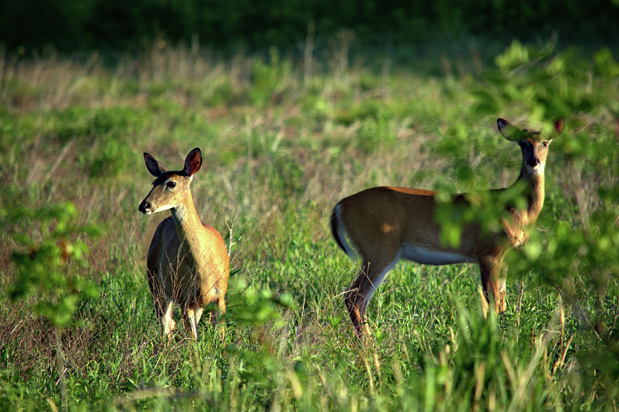 Morning Deer II Photograph by Bonfire Photography