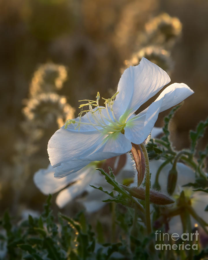 Morning Desert Primrose Photograph by Lisa Manifold