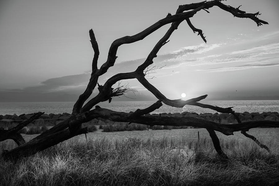 Morning Dew And Driftwood In Black and White Photograph by Chrystal Mimbs