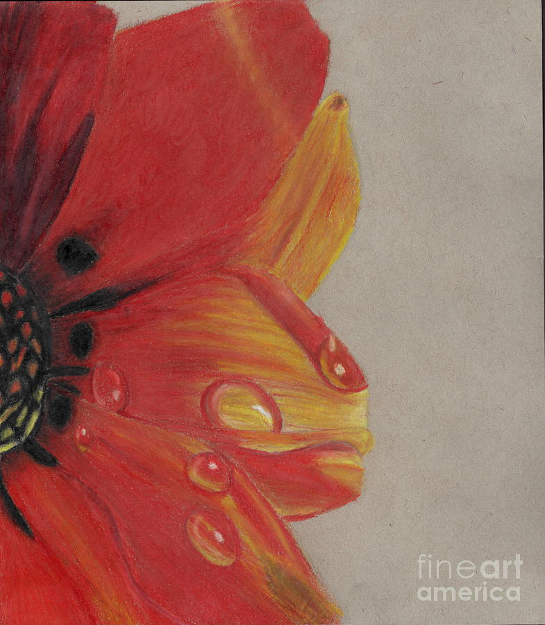 Morning Dew Drawing by Charlotte Cushing - Fine Art America