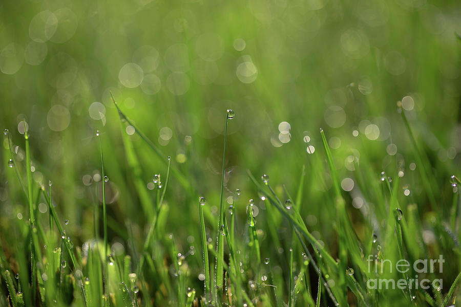 Morning Dew Drops Photograph