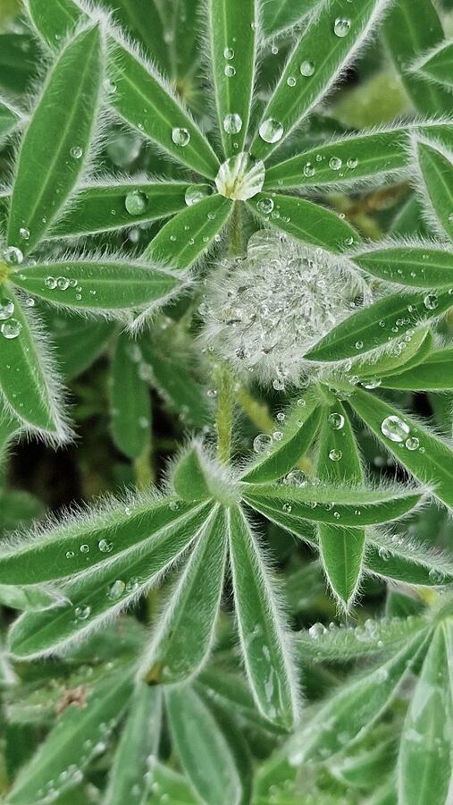 Morning dew in lupin Photograph by Jarek Filipowicz