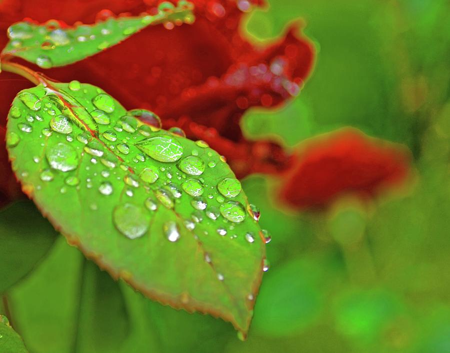 Morning Dew Photograph by Neal Ortenberg