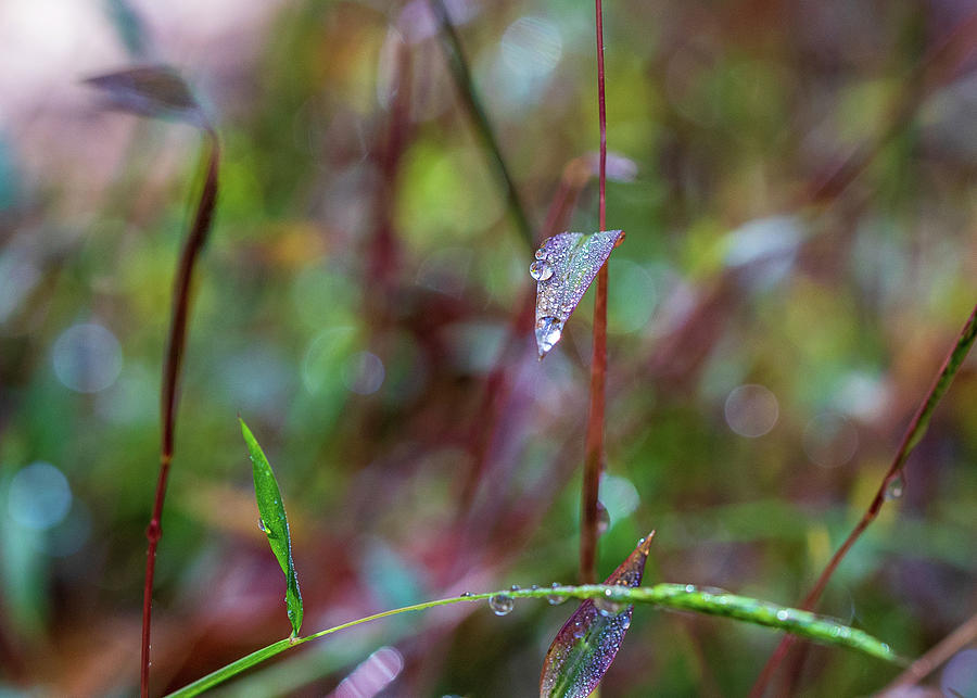 Morning Dew on Grass Photograph by Amelia Pearn
