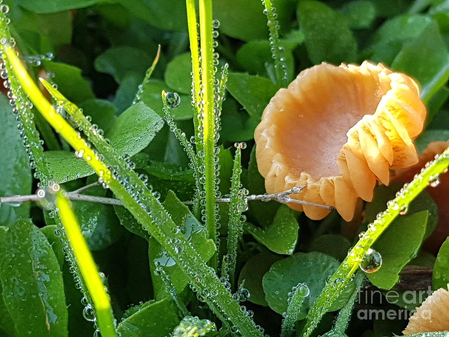 Morning Dew On Grass And Mushroom Photograph