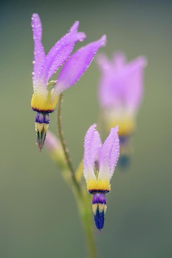 Morning dew on Primula clevelandii Photograph by Alexander Kunz