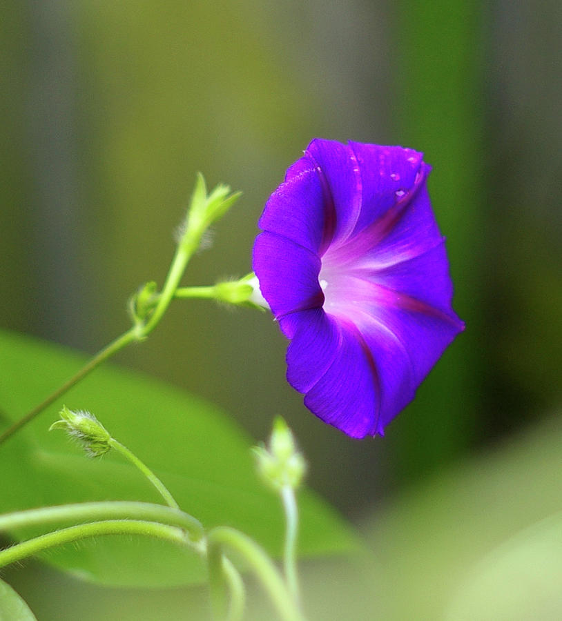 Flower Photograph - Morning Dew on the Morning Glory by Kathy Birkett