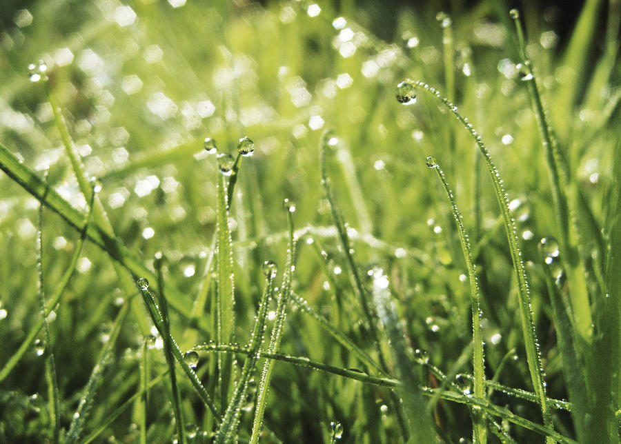 Morning Dew Photograph by Richard Newstead