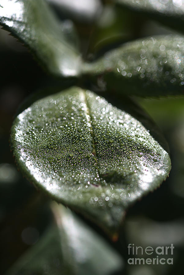 Nature Photograph - Morning Dew Rose leaf by Joy Watson