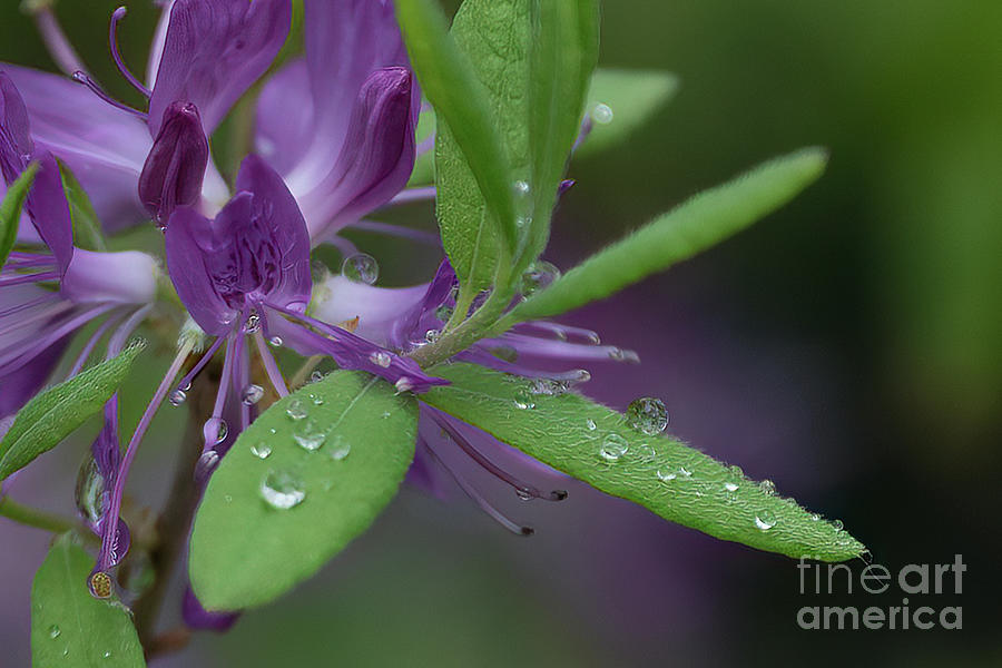 Morning Dewdrops Photograph by Lorraine Cosgrove