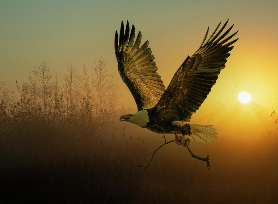 Morning Eagle   Photograph by Wade Aiken