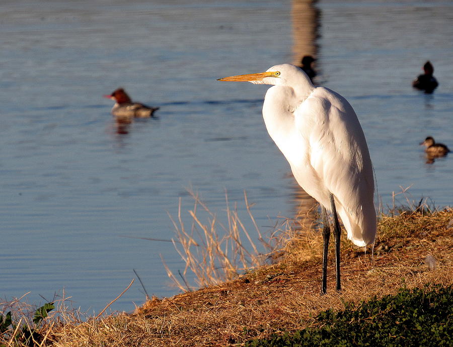 Morning Egret Photograph by Adrienne Wilson