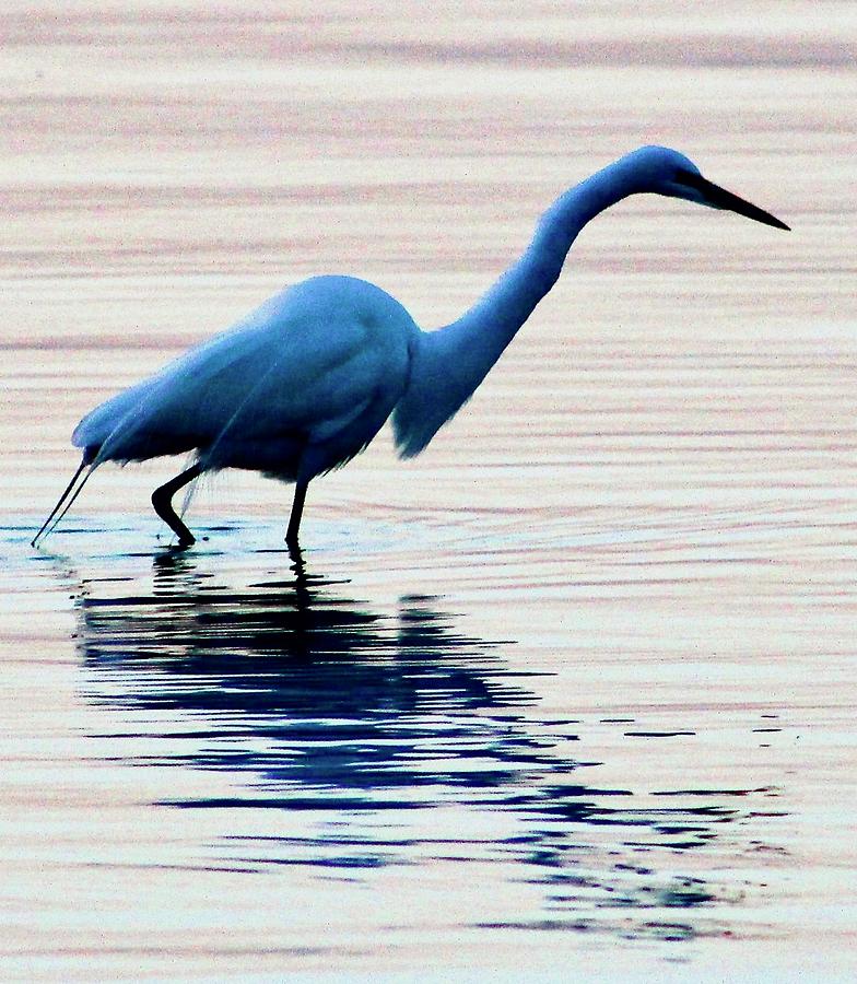 Morning Egret Photograph Photograph by Kimberly Walker