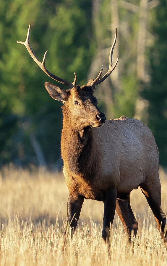 Morning elk 3 Photograph by Diane Arnaout - Fine Art America