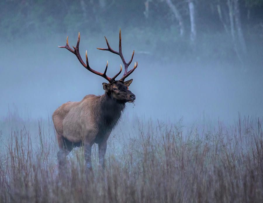 Morning Elk  Photograph by Karen Cox