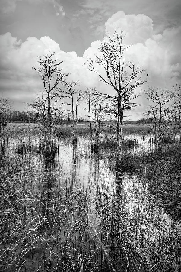 Morning Everglades in Black and White  Photograph by Debra and Dave Vanderlaan
