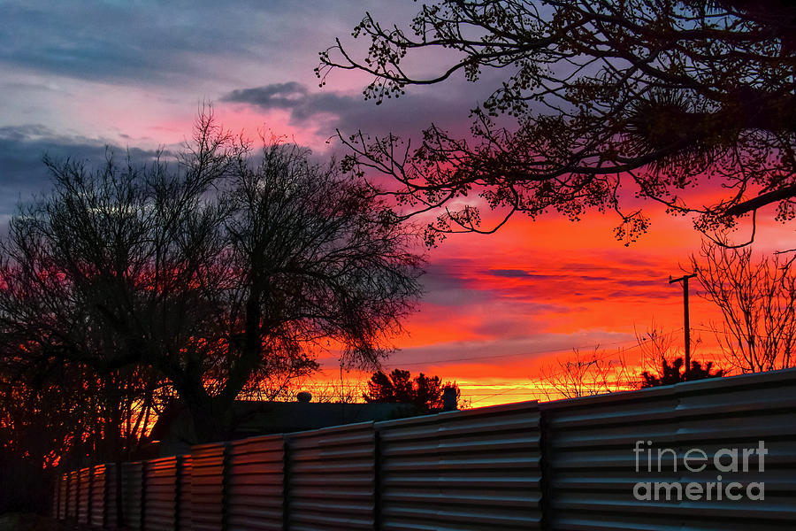 Morning Fenceline  Photograph by Angela J Wright