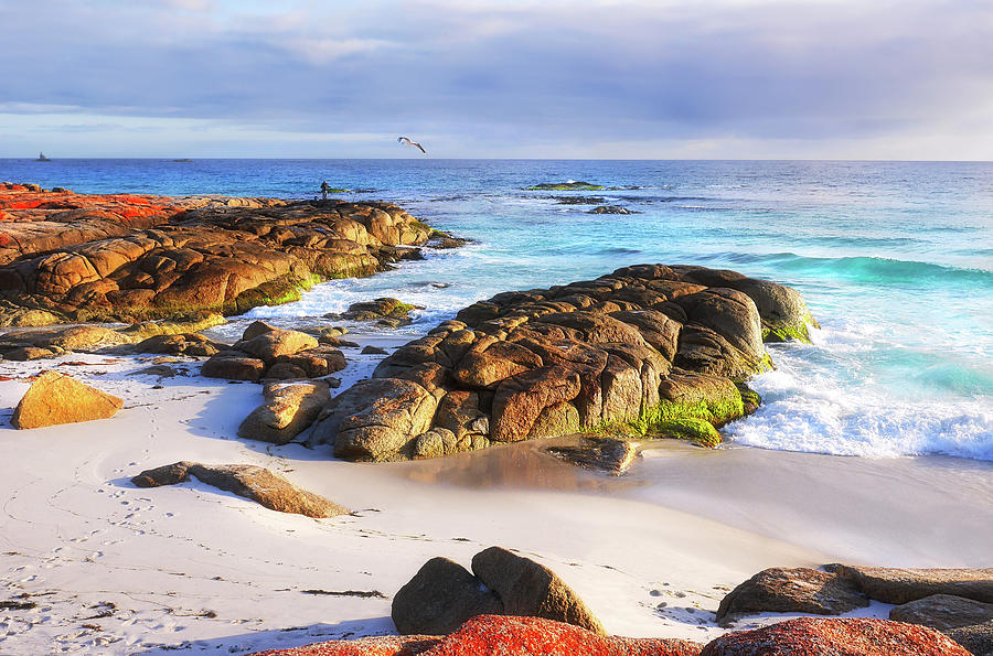 Morning Fishing - Bay of Fires Photograph by Lexa Harpell