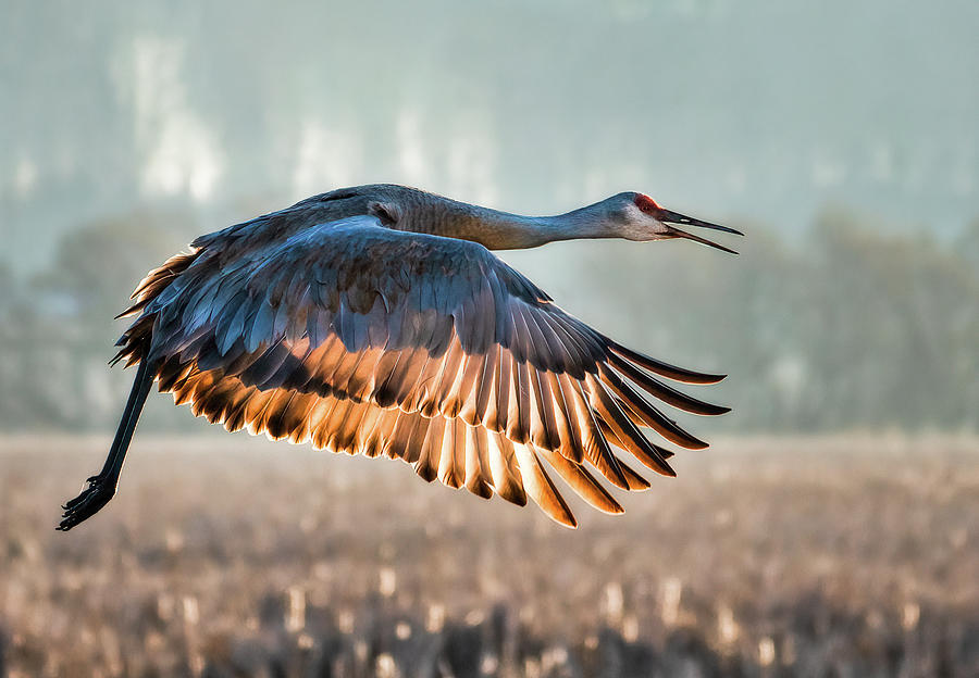Morning Flight Photograph by Brad Bellisle