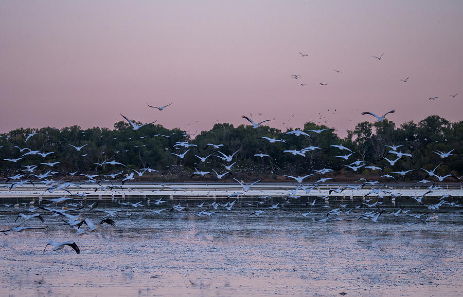 Morning Flight During Fall Migration Photograph by Debra Martz