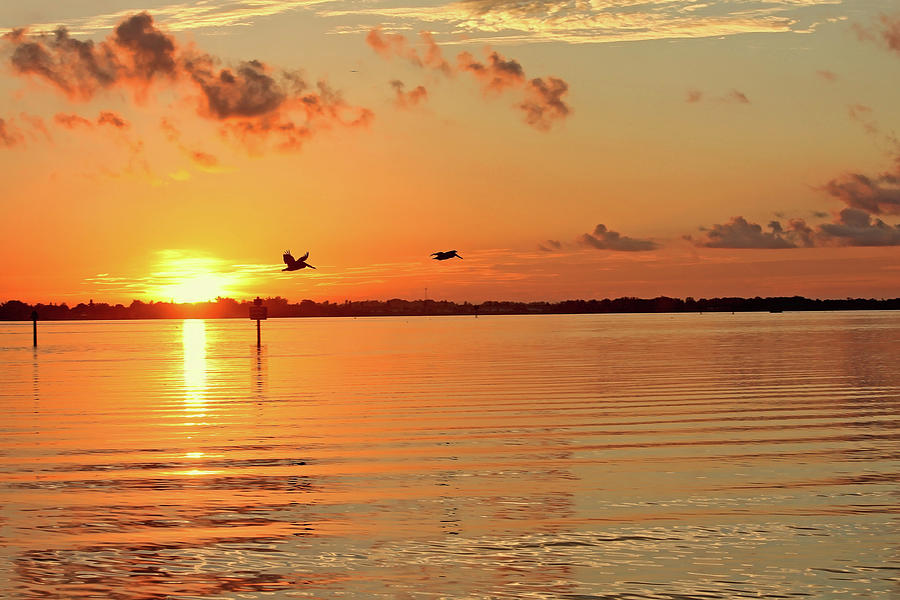 Morning Flight Photograph by HH Photography of Florida