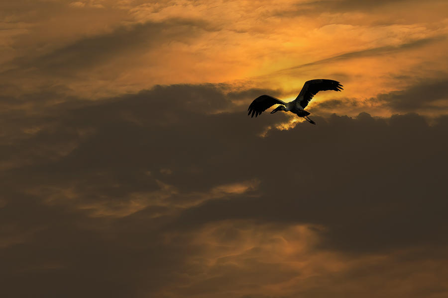 Morning Flight Photograph by Kiran Joshi