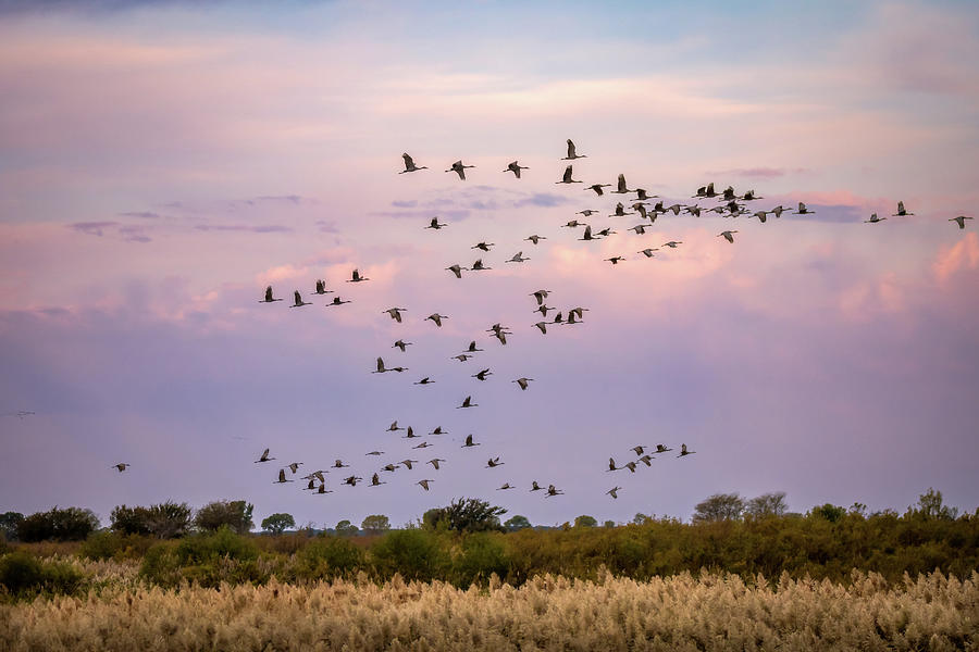 Morning Flight of the Sandhill Cranes  Photograph by Debra Martz