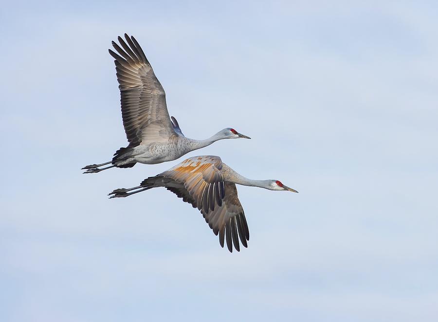 Morning Flight of the Sandhill Cranes Photograph by Lynn Hopwood