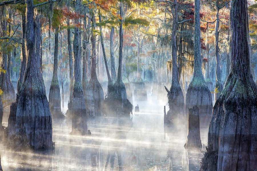 Morning Fog At Cypress Swamp Photograph by Alex Mironyuk