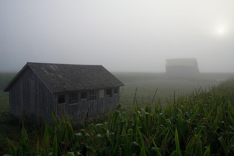 Morning Fog Farm Photograph by Dylan Punke