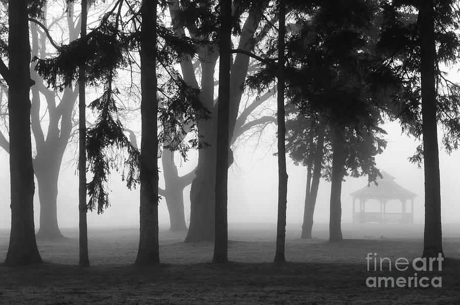Morning Fog In Park Black And White Photograph
