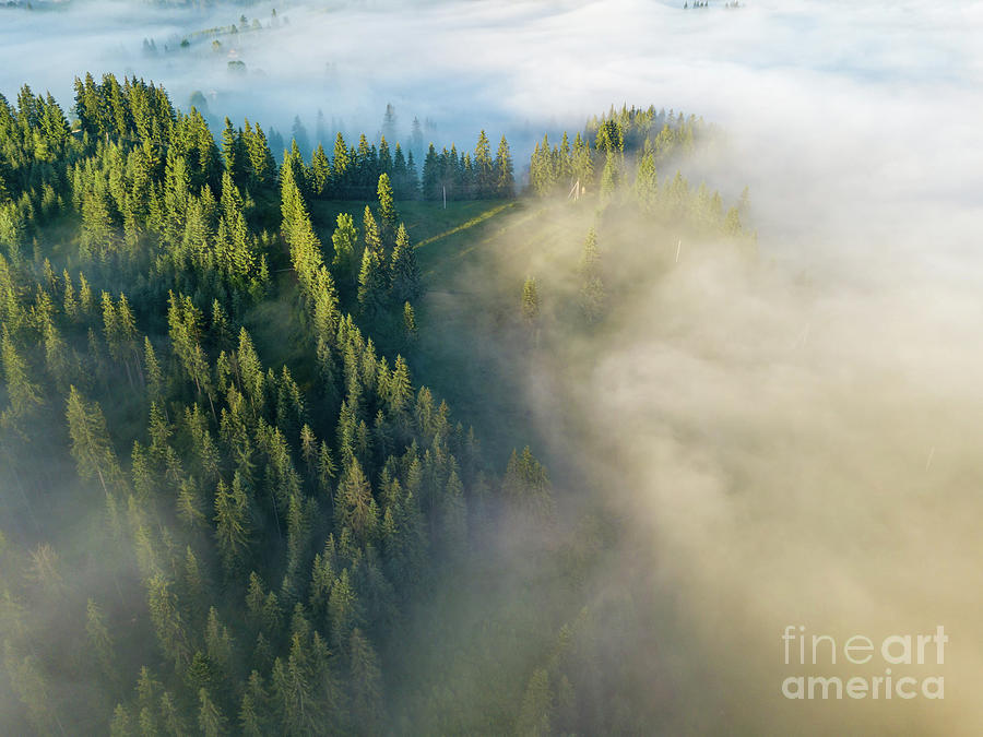 Morning fog Photograph by Julia Bernardes