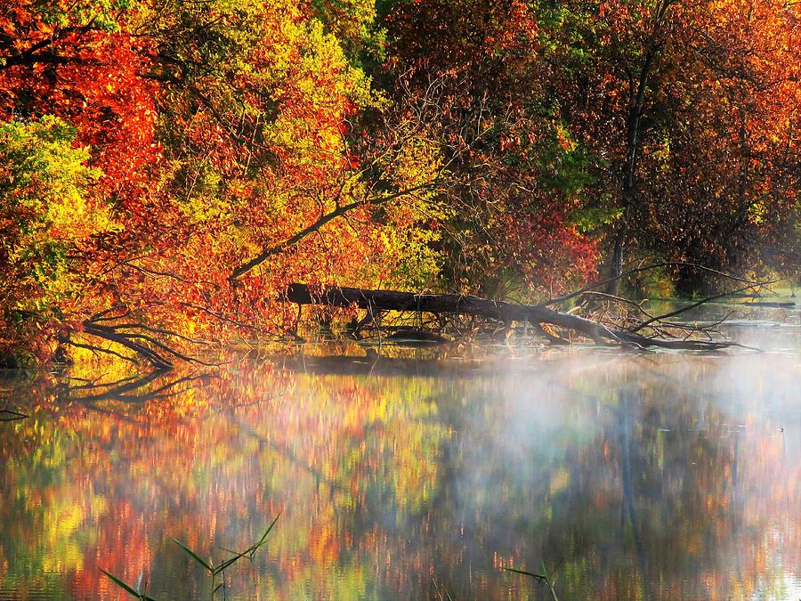 Morning Fog on the Marsh Photograph by Lori Frisch - Fine Art America