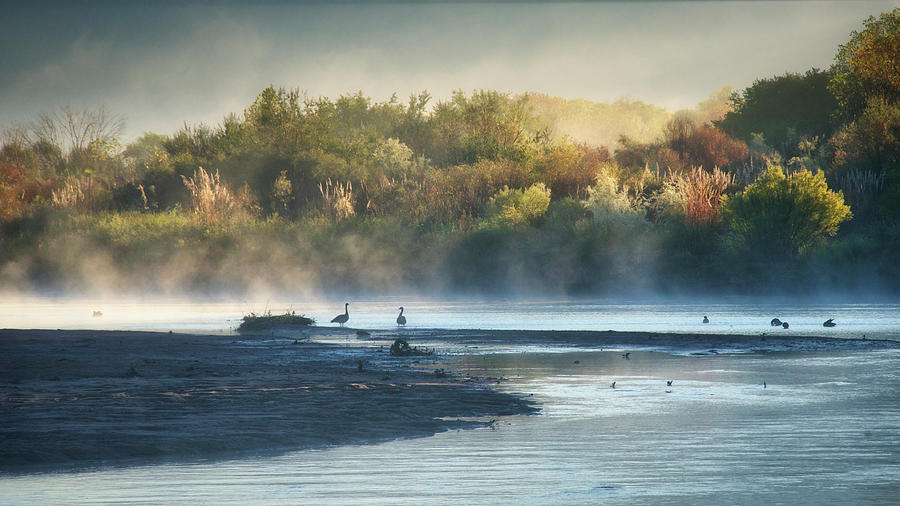 Morning Fog, Rio Grande Bosque Photograph