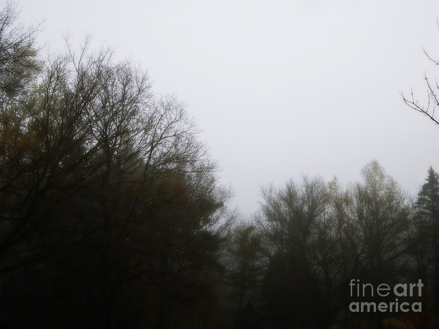 Morning Fog through the Branches Photograph by Frank J Casella