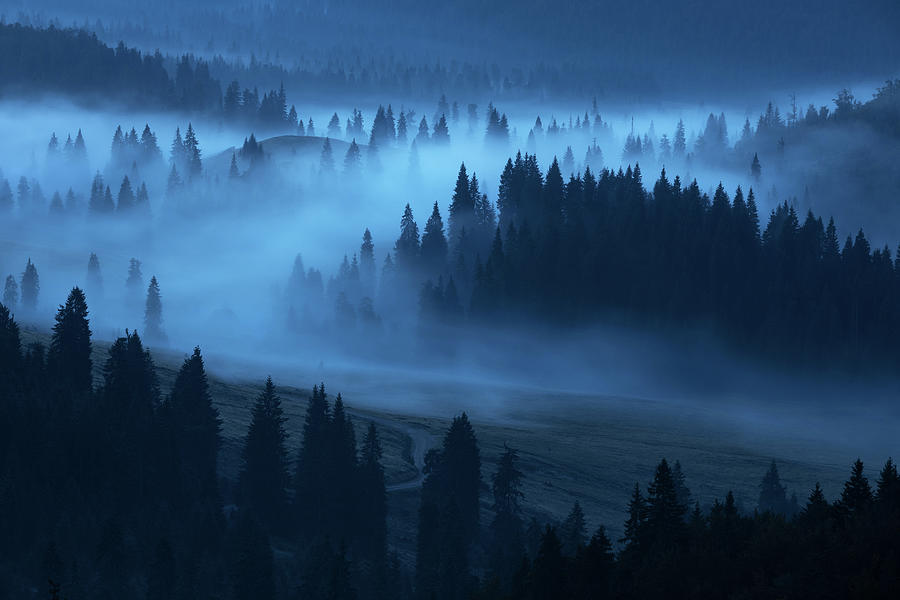 Morning fog Photograph by Toma Bonciu