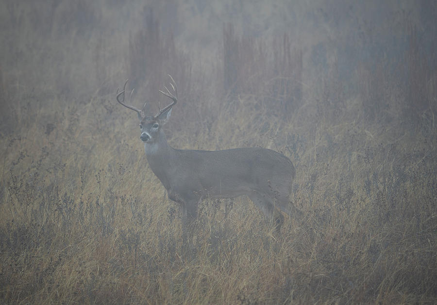 Morning Fog Whitetail Photograph by Ron Long Ltd Photography