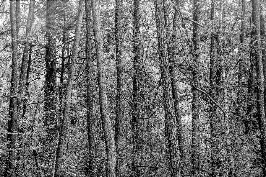 Morning Forest Black and White Photograph by Judy Vincent