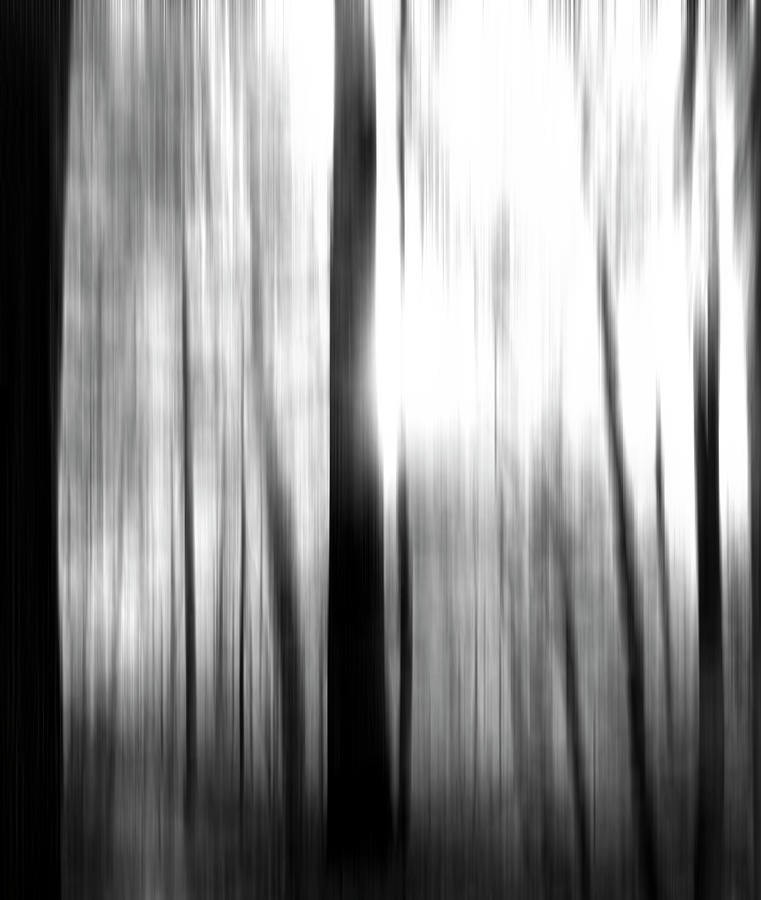 Tree Photograph - Morning Forest Blur Black And White by Dan Sproul