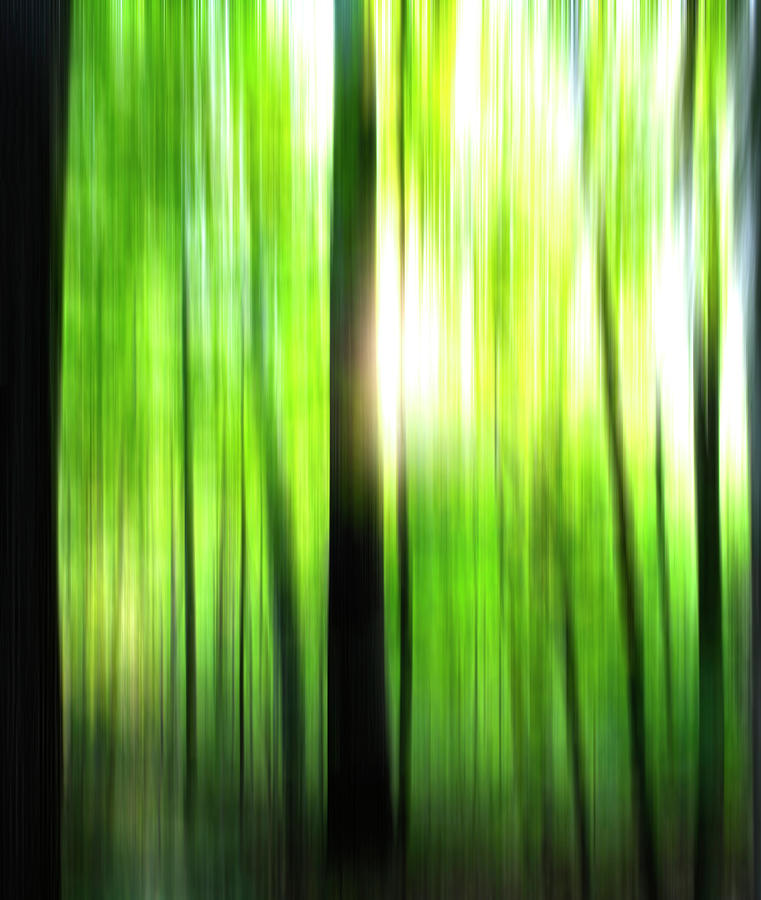 Tree Photograph - Morning Forest Blur by Dan Sproul