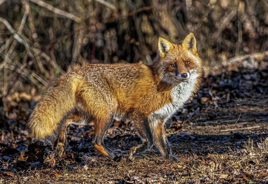 Morning Fox Photograph by Brian Shoemaker